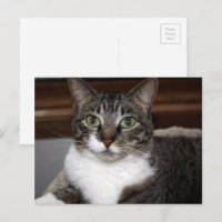 Tabby Cat Vous regardez La Photographie Animale