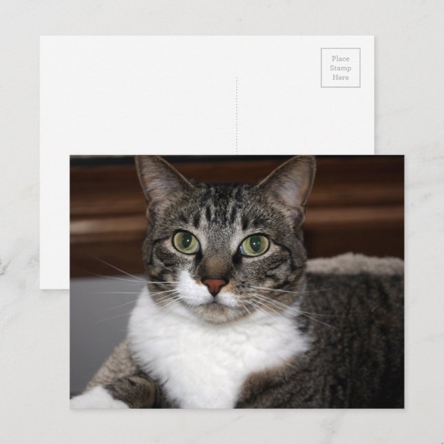 Carte Postale Tabby Cat Vous regardez La Photographie Animale (Devant / Derrière)