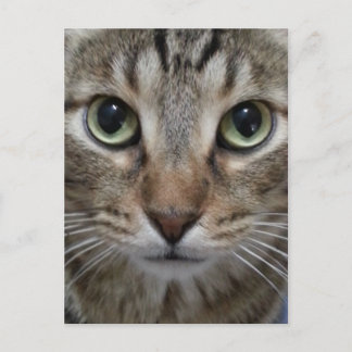Carte Postale Tabby Chat Brown