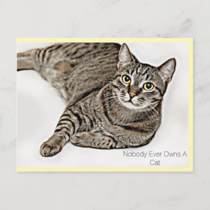 Carte Postale Tabby Chat "Personne N'A Jamais De Chat"  
