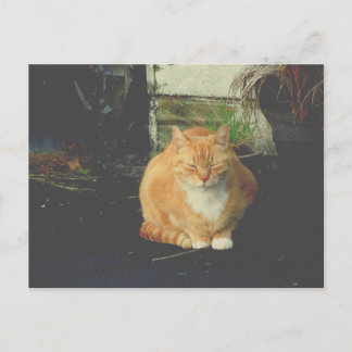 Carte Postale tabby jaune mignon chat errant post-croisement