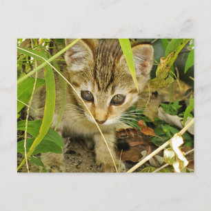 Carte Postale Tabby kitten
