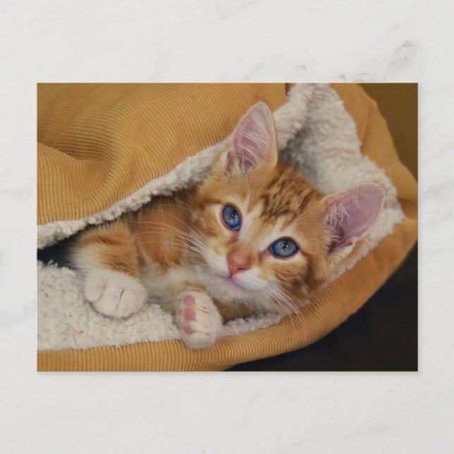 Carte Postale Tabby Kitten orange au lit (Devant)