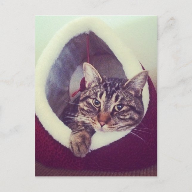 Carte Postale Tabby Kitty Dans La Cabine Photo De Gros Plan (Devant)