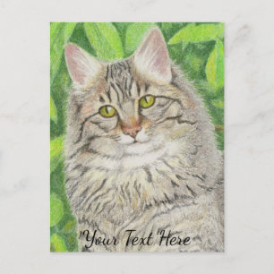 Carte Postale Tabby Longhair
