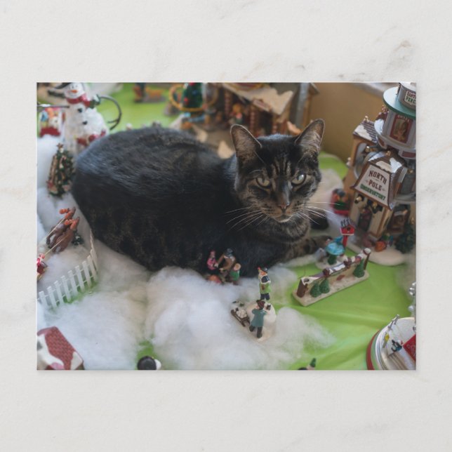 carte postale tabby noël chat (Devant)