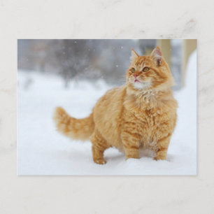Carte Postale Tabby orange dans la neige