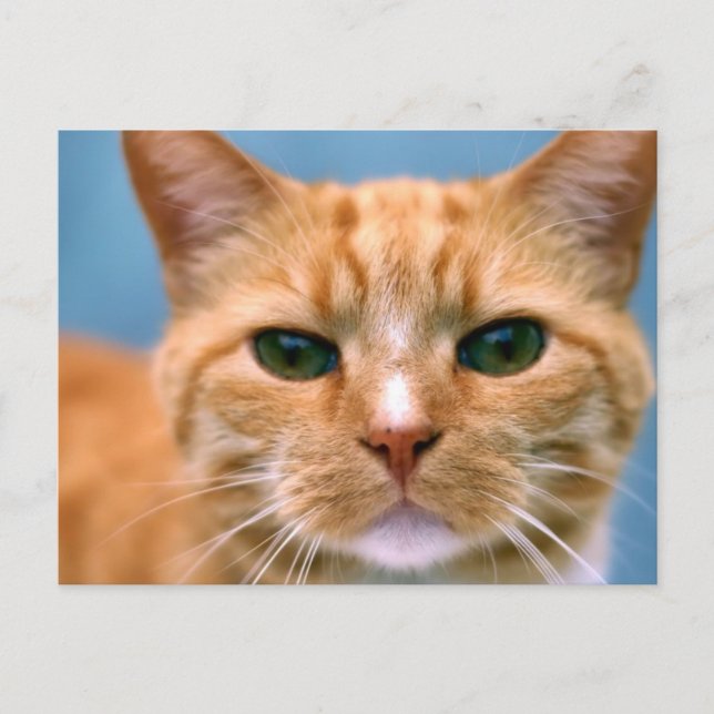 Carte Postale Tabby Orange Kitty Kitten Chat (Devant)
