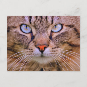 Carte Postale tabby photo cat