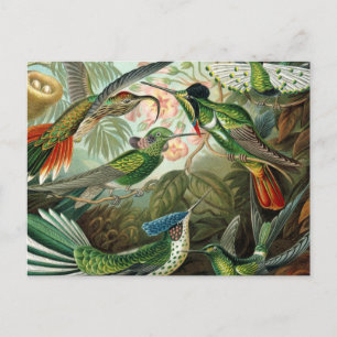 Carte Postale tableau classique de la faune des oiseaux colibris