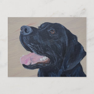 Carte Postale Tableau noir du Labrador