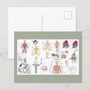 Carte Postale Tableaux d'anatomie humaine