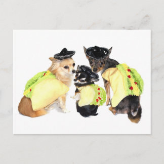 Carte Postale Taco Chihuahuas