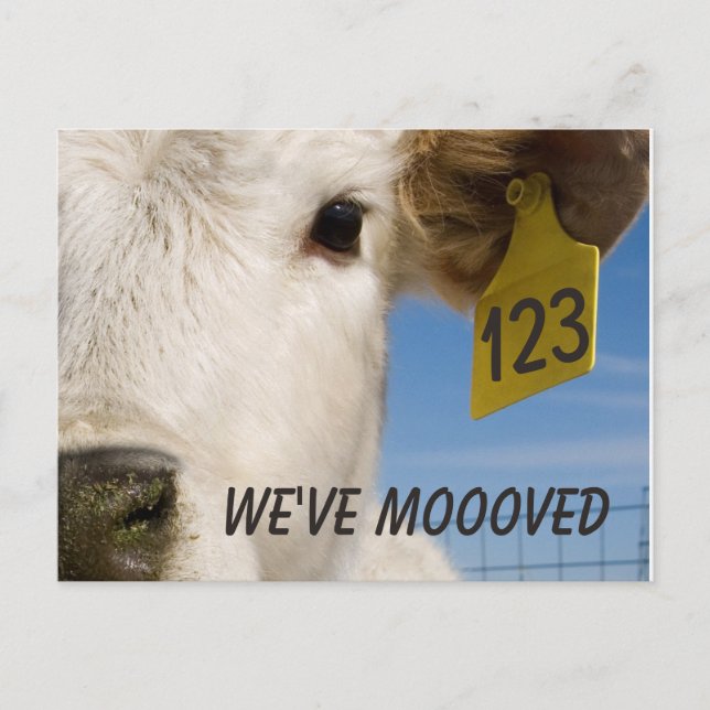 Carte Postale Tag de vache déplacée (Devant)