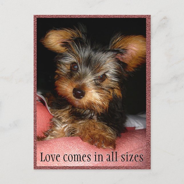 Carte Postale Taille de l'amour Yorkie (Devant)