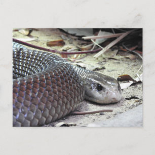 Carte Postale Taïpan côtier