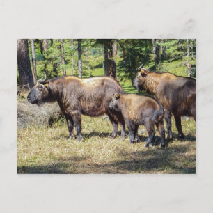 Carte Postale Takin, animal national du Bhoutan