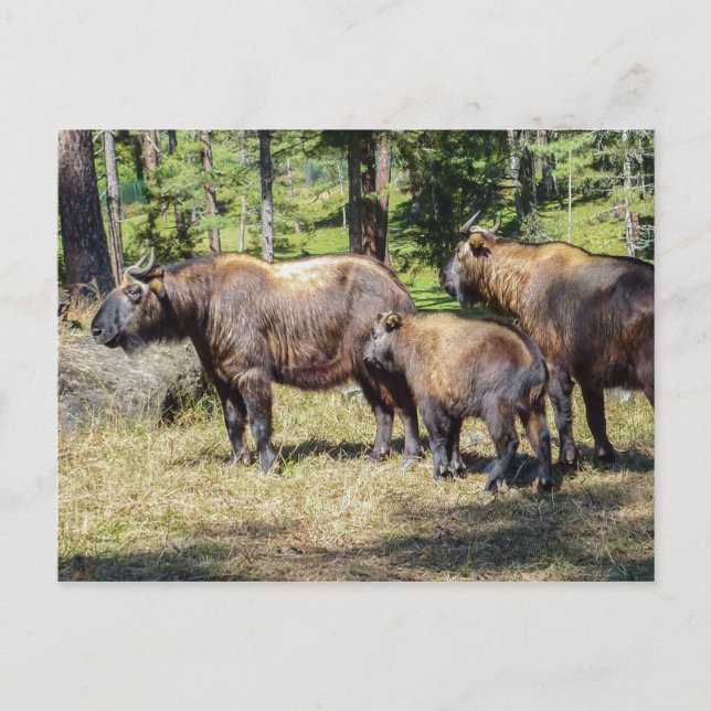 Carte Postale Takin, animal national du Bhoutan (Devant)