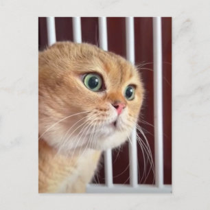 Carte postale Talking Cats Meme