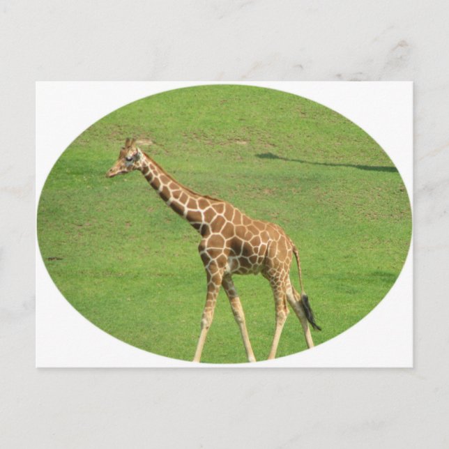 Carte postale Tall Giraffe (Devant)