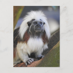 Carte Postale Tamarin de dessus de coton