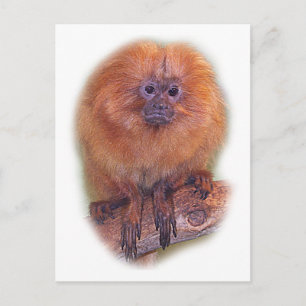 Carte Postale Tamarin lion doré, Ouistiti doré, Brésil