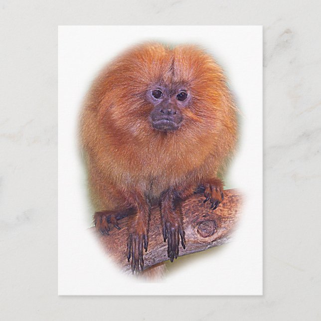 Carte Postale Tamarin lion doré, Ouistiti doré, Brésil (Devant)