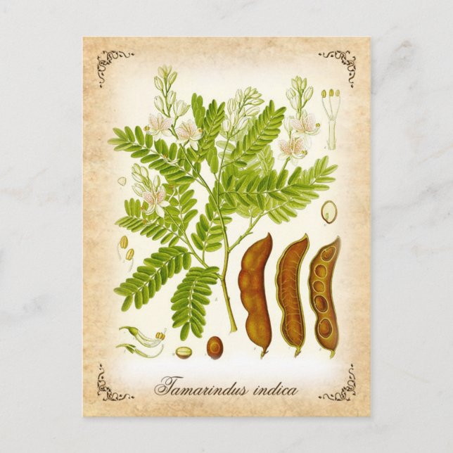 Carte Postale Tamarind - illustration vintage (Devant)