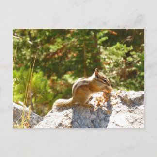 Carte Postale Tamia des Montagnes Rocheuses
