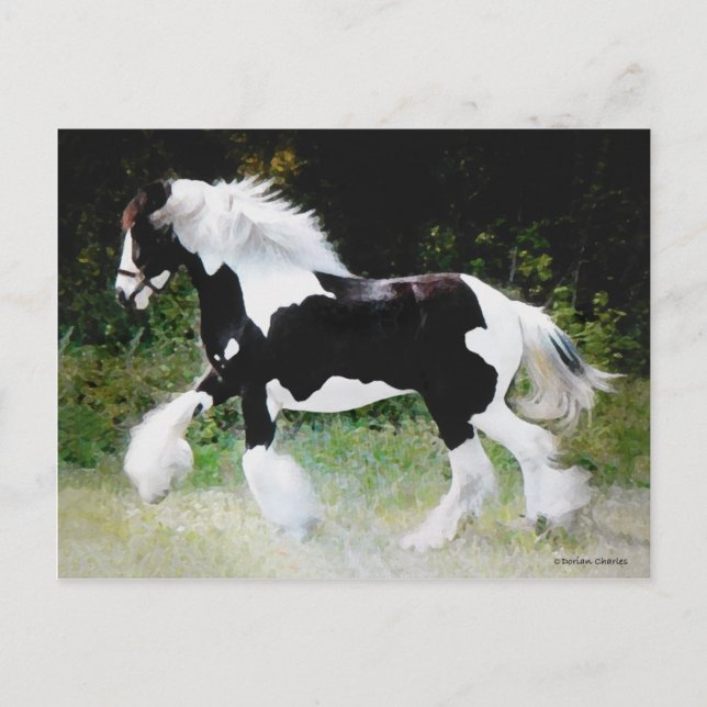 Carte postale "Tamlin" Tzigane (Devant)