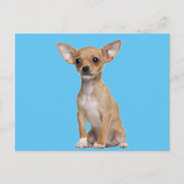 Carte Postale Tan and White Chihuahua (Devant)