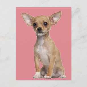 Carte Postale Tan et Chihuahua blanc
