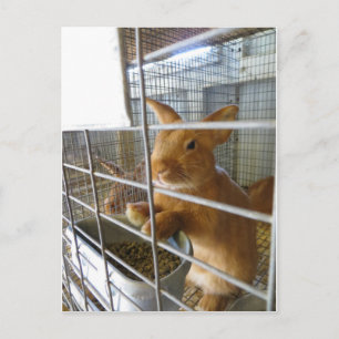 Carte Postale Tan Rabbit