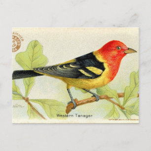 Carte Postale Tanager de l'Ouest