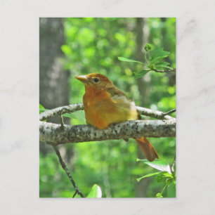Carte Postale Tanager d'été (femelle)