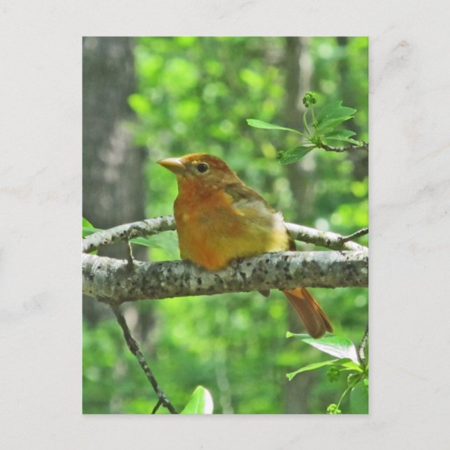 Carte Postale Tanager d'été (femelle) (Devant)