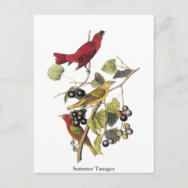 Carte Postale Tanager d'été par John Audubon (Devant)