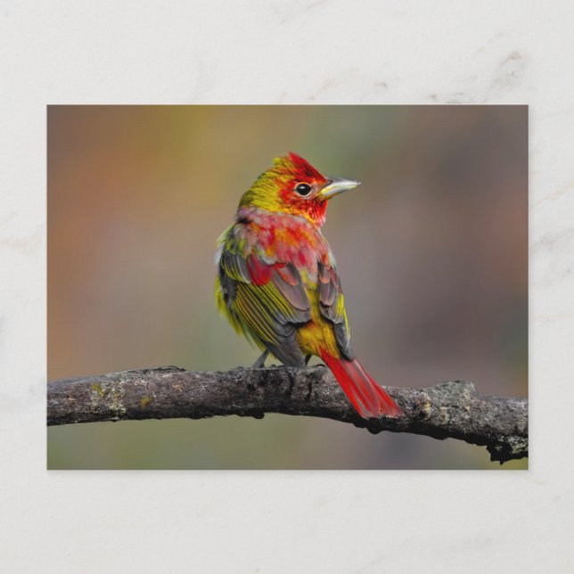 Carte Postale Tangara écarlate en mue - Photographie originale (Devant)