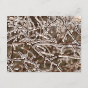 Carte Postale Tangle des branches de l'épi