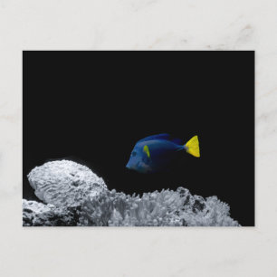Carte Postale Tangue bleu du Pacifique