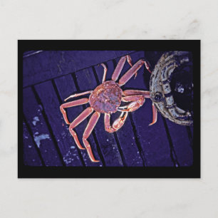 Carte Postale Tanner Crabe