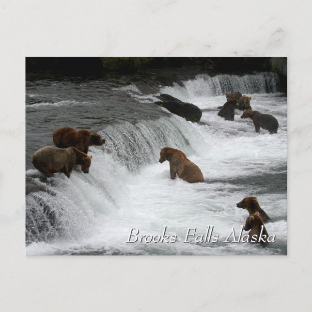 Carte Postale Tant d'ours, Brooks Falls Alaska (Devant)