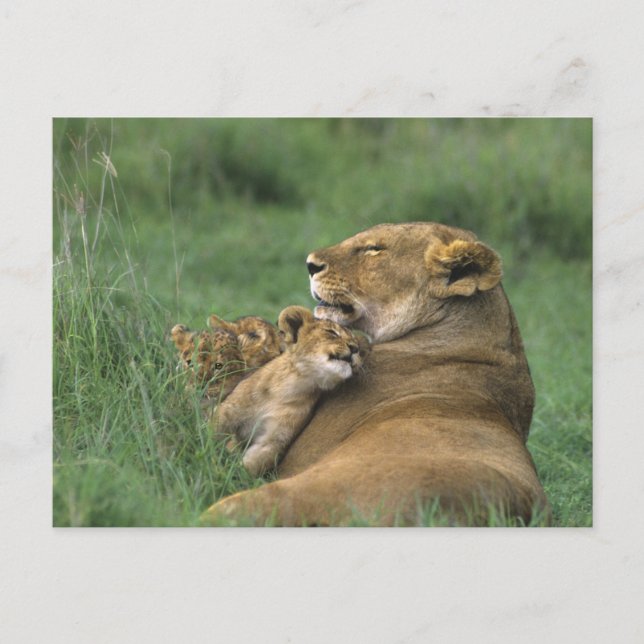 Carte Postale Tanzanie, cratère de Ngorongoro. Mère des lions af (Devant)