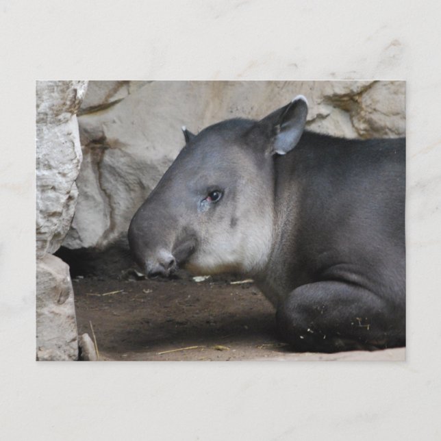 Carte postale Tapir (Devant)