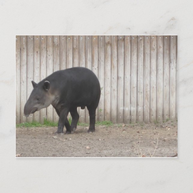 Carte Postale Tapir (Devant)