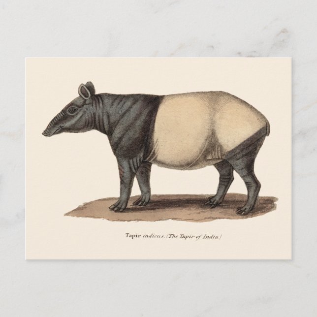 CARTE POSTALE TAPIR (Devant)
