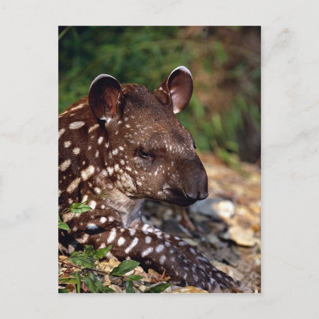 Carte Postale Tapir brésilien, jeune veau (Devant)