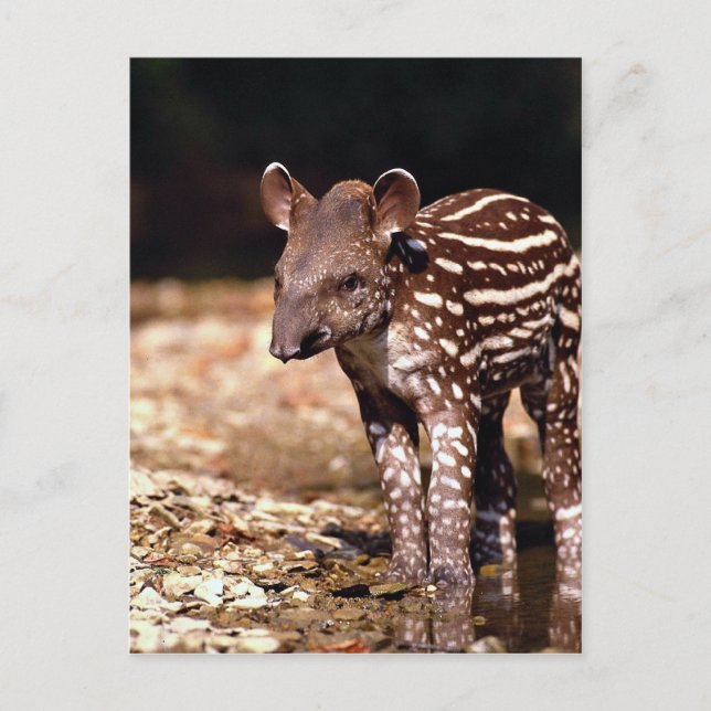 Carte Postale Tapir brésilien, jeune veau au bord de la rivière (Devant)