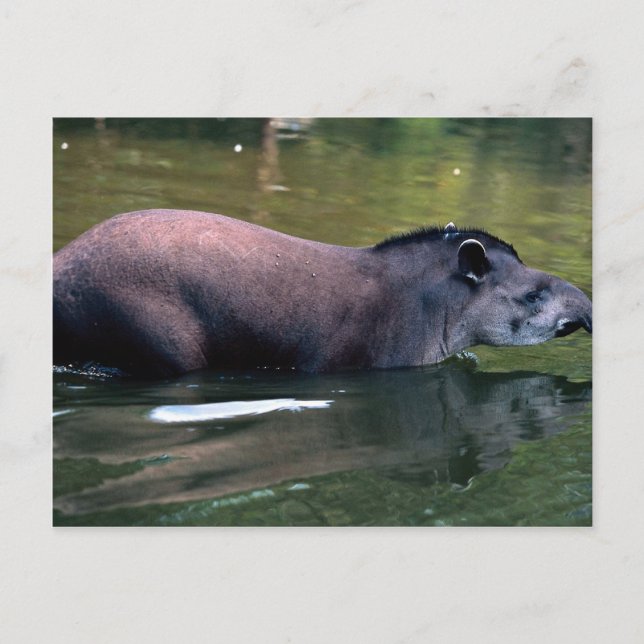 Carte Postale Tapir brésilien (Tapirus terrestre) (Devant)