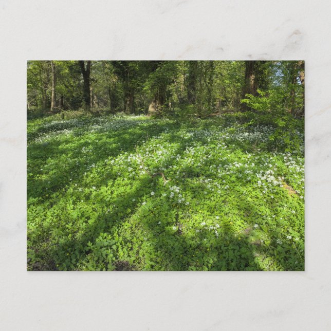 Carte Postale Tapis d'ail sauvage avec ombres arborées. (Devant)